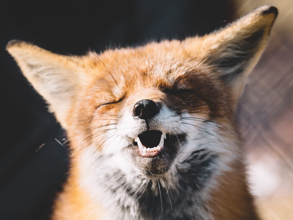 a photo of a fox smiling