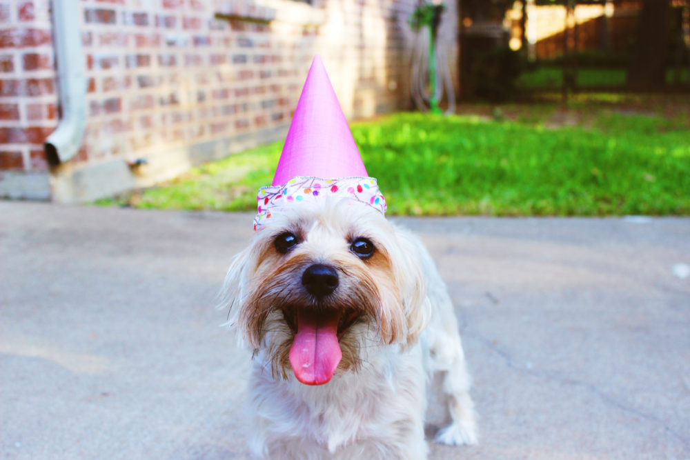 photo of a puppy in a party hat