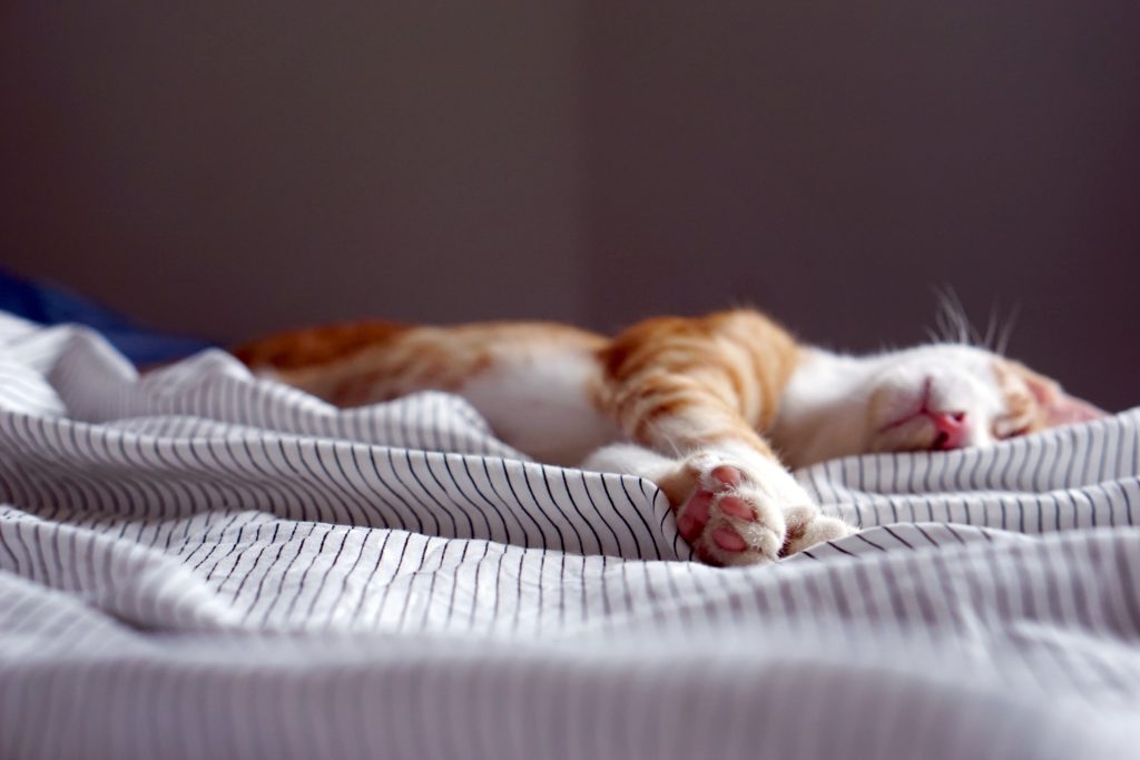 photo of a cat sleeping